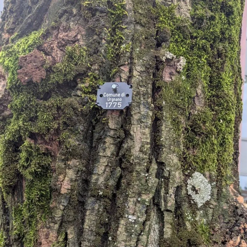 Il tronco di un grande albero coperto di muschio, con la targhetta numerata del Comune.