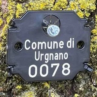 Una targhetta nera fissata alla corteccia, con la scritta «Comune di Urgnano 0078».